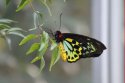 beautiful butterfly
