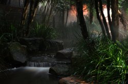 Hidden Rainforest In The Cbd