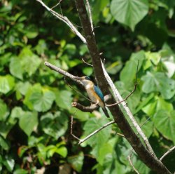 Blue Kingfisher