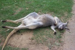 Lazy Aussie - Currumbin Wildlife Santuary