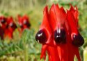 Sturts Desert Pea