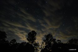 Stars Of The Australian Bush