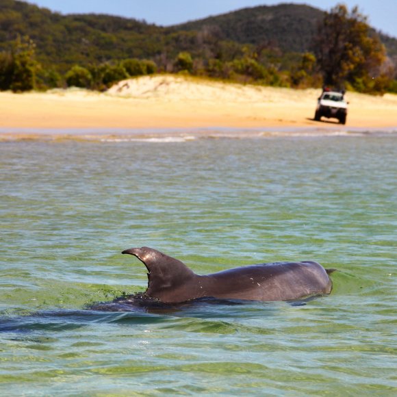Wild Dolphin In The Shallows