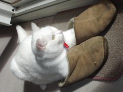 Pussy In Boots
