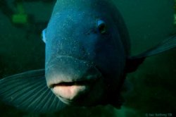 why, hello there - Jervis Bay