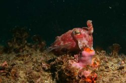 Inquisitive little cuttle - Jervis Bay