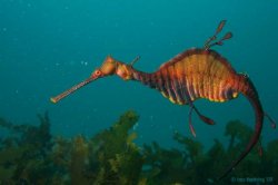 Weedy SeaDragon - Jervis Bay