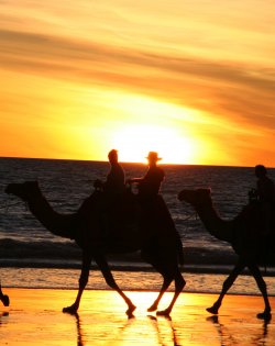 Camels At Sunset