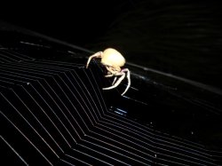Spider Of Saturn