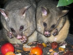 My Possums Feasting On Fresh Fruit During The Festive Season