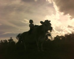 Country Life - Stanthorpe Qld