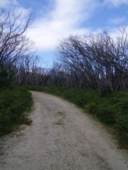 Australian Walkway