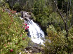 Keoghs Falls And Berries