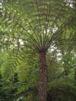 Pattern Through A Tree Ferns Fronds