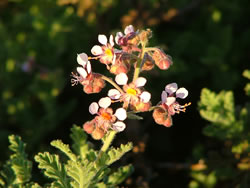 Pilbara Wildflowers