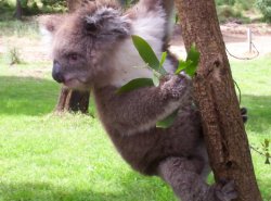 Koala Cutie