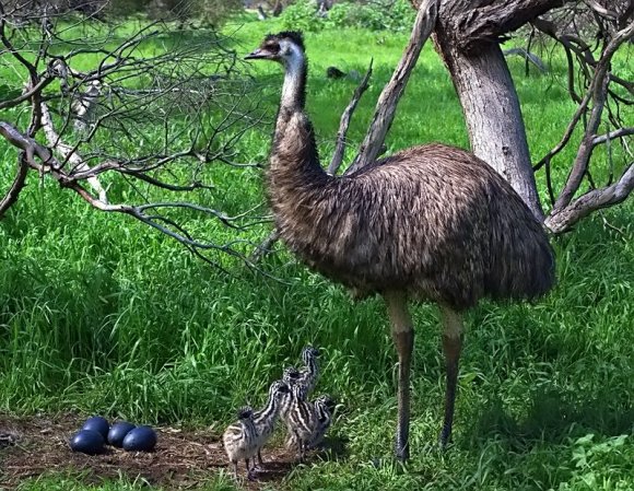 The Emu Family