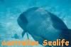 Australian Sealife
