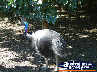 Johnston River Crocodile Farm Cassowary . . . CLICK TO VIEW ALL CASSOWARIES POSTCARDS