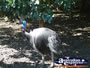 Johnston River Crocodile Farm Cassowary . . . CLICK TO ENLARGE