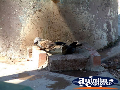 Birds bathing at the rest stop on the road to Wilcannia . . . CLICK TO VIEW ALL WEDGE TAILED EAGLES POSTCARDS