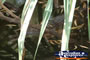 Timber Creek Caravan Park Fresh Water Croc in Creek . . . CLICK TO ENLARGE