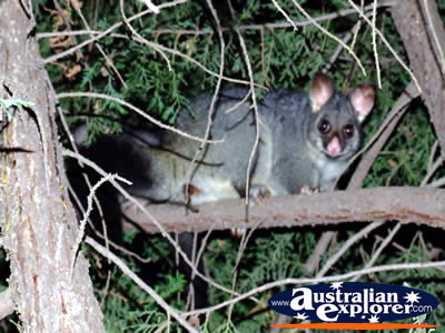 Possum in Trees in Echuca . . . VIEW ALL POSSUMS PHOTOGRAPHS