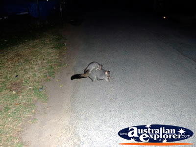 Echuca Possum Looking For Food . . . VIEW ALL POSSUMS PHOTOGRAPHS