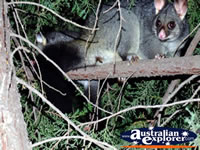 Wide Eyed Possum . . . CLICK TO ENLARGE
