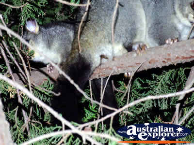 Close Up of Possums in Tree . . . VIEW ALL POSSUMS PHOTOGRAPHS