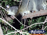 Close Up of Possums in Tree . . . CLICK TO ENLARGE