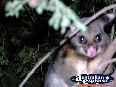 Close up of Possum in Echuca . . . VIEW ALL POSSUMS PHOTOGRAPHS