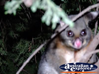 Close up of Possum in Echuca . . . CLICK TO ENLARGE