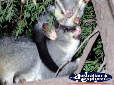 Two Possums Playing in Echuca . . . VIEW ALL POSSUMS PHOTOGRAPHS
