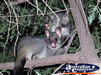 Two Possums in Trees . . . CLICK TO ENLARGE
