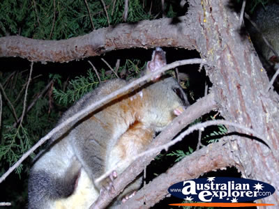 Echuca Possum in Trees . . . VIEW ALL POSSUMS PHOTOGRAPHS