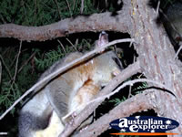 Echuca Possum in Trees . . . CLICK TO ENLARGE