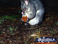 Hungry Kyneton Possum . . . CLICK TO ENLARGE