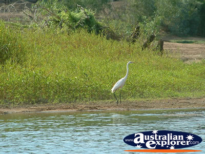 Fitzroy Crossing Geikie Gorge Wandering Bird . . . VIEW ALL SAND PIPERS PHOTOGRAPHS