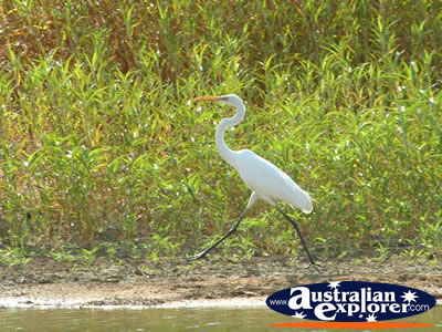 Fitzroy Crossing Geike Gorge Bird . . . CLICK TO VIEW ALL SAND PIPERS POSTCARDS