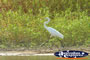 Fitzroy Crossing Geike Gorge Bird . . . CLICK TO ENLARGE