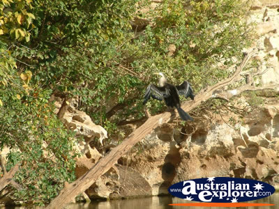 Flying Bird at Fitzroy Crossing Geikie Gorge . . . VIEW ALL SAND PIPERS PHOTOGRAPHS