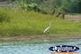 Fitzroy Crossing Geike Gorge Bird . . . CLICK TO ENLARGE