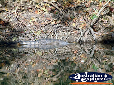 Fitzroy Crossing Geike Gorge Croc Relaxing . . . CLICK TO VIEW ALL FRESHWATER CROCODILES POSTCARDS