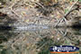 Fitzroy Crossing Geike Gorge Croc Relaxing . . . CLICK TO ENLARGE