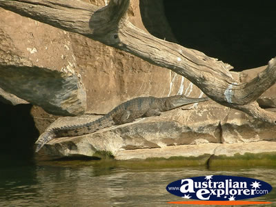 Sunbaking Crocodile at Fitzroy Crossing Geikie Gorge . . . VIEW ALL FRESHWATER CROCODILES PHOTOGRAPHS