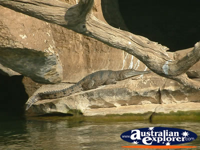 Fitzroy Crossing Geike Gorge Crocodile Sunbaking . . . VIEW ALL FRESHWATER CROCODILES PHOTOGRAPHS