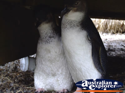 Phillip Island Penguin . . . CLICK TO VIEW ALL FAIRY PENGUINS POSTCARDS