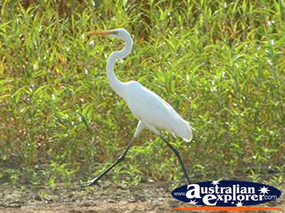 Bird at Fitzroy Crossing Geikie Gorge . . . CLICK TO VIEW ALL JABIRUS POSTCARDS
