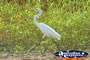 Bird at Fitzroy Crossing Geikie Gorge . . . CLICK TO ENLARGE